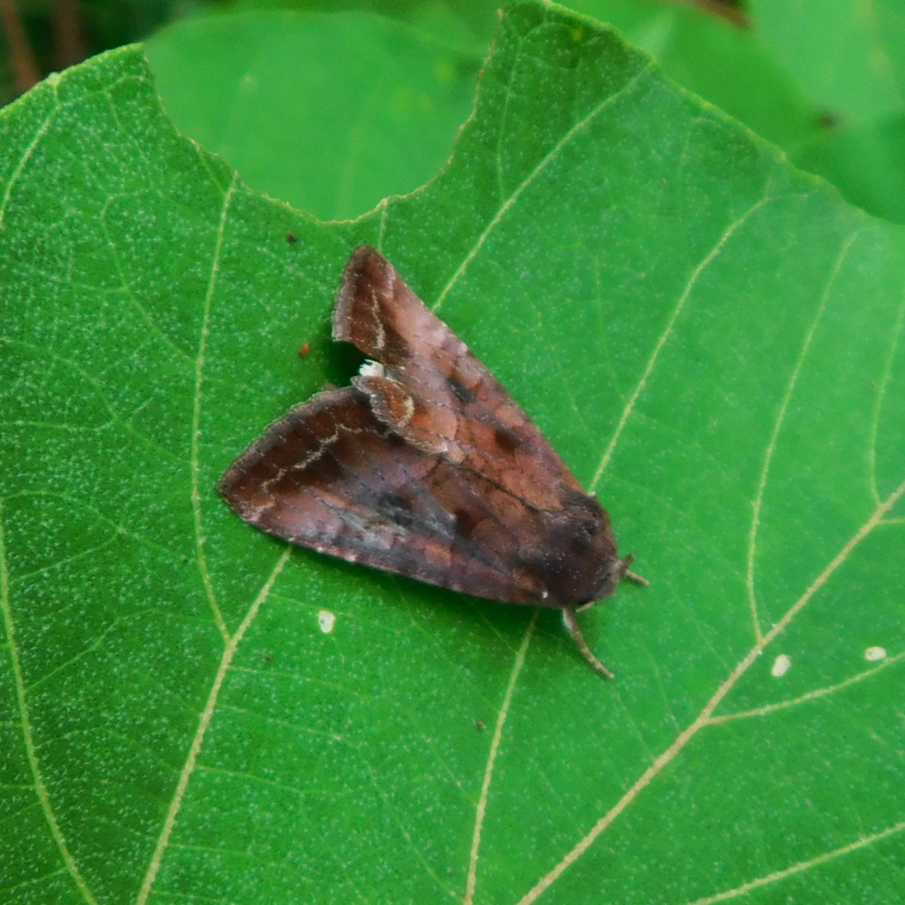 ゴキブリってなんであんなクソキモイんでしょうか やっぱ 早く Yahoo 知恵袋