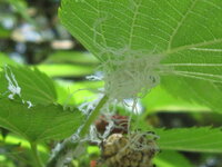 うちの桑の木にいっぱい この白い糸みたいなのがあり さらに風に飛ばされて 空 Yahoo 知恵袋