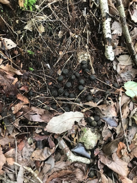 キャンプをしててクマに襲われる怖い話が思い出せません 確か日記に Yahoo 知恵袋