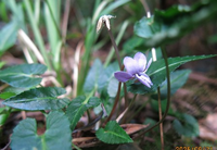 時季はずれのスミレの名前を教えてください 岐阜県米田白山で 撮影2 Yahoo 知恵袋