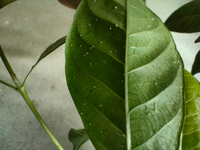 クチナシの葉についている虫は何でしょうか 緑の丸いのはアブラムシだ Yahoo 知恵袋