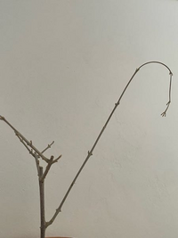 オリーブの木を育てるのは やはり室内だと難しいのでしょうか ネ Yahoo 知恵袋