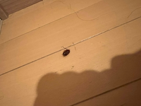 これはゴキブリですか 怖いです 教えて頂けますでしょうか Yahoo 知恵袋