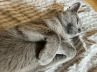 猫ちゃんって実は可愛くなくてかっこいい系の生き物ででも飼い主や家族 Yahoo 知恵袋
