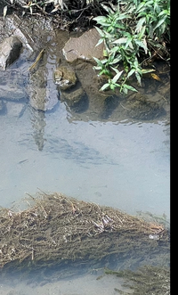 埼玉県の近くの川に小魚がたくさんいたのですが そこで釣りをしていい Yahoo 知恵袋