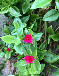 街で見かけたこの可愛い花の名前は何でしょうか 下の写真の小さなピンクの花の Yahoo 知恵袋