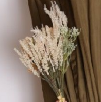 このお花の名前を教えてほしいです イネ科のパンパスグラスの一 Yahoo 知恵袋