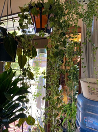 植物について シュガーバインなんですが 画像の上下どちらの矢印 Yahoo 知恵袋