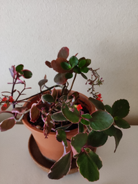 この植物の名前わかりますか 葉は厚く赤いところもあり 少しだけですが赤い花が Yahoo 知恵袋