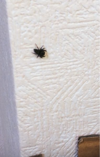 蜘蛛の糸が衣類についた状態で洗濯をしましたが落ちておらず そ Yahoo 知恵袋