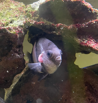 至急 魚のエラから赤い何かが出てる 家で飼っているミスジリュウキ Yahoo 知恵袋