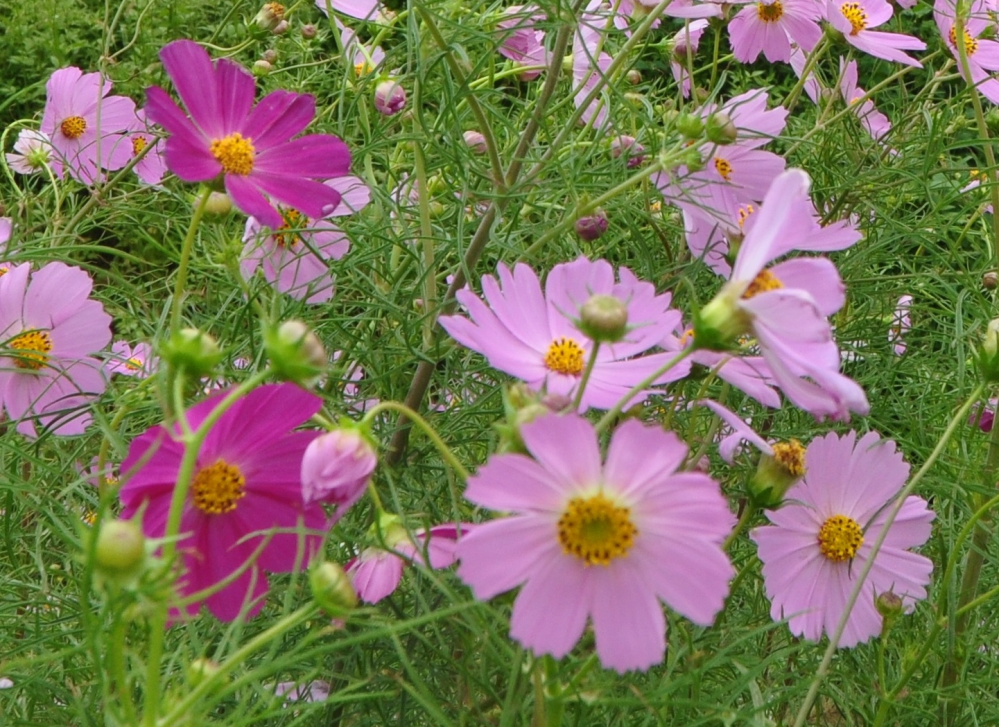 この花の名前私は生まれてからこの方 この花を コスモス と呼んでい Yahoo 知恵袋