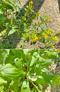 植物の名前を教えてください 以前質問した時はオオバコと教えていただきましたが Yahoo 知恵袋