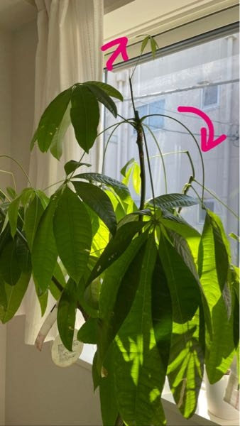 パキラの葉の茎？が曲がって下がっています。重たいのでしょうか？原因