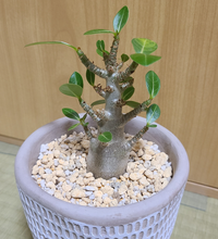 アデニウムアラビカムについて現在この状態で元気に育っていますが枝の部分が多い Yahoo 知恵袋