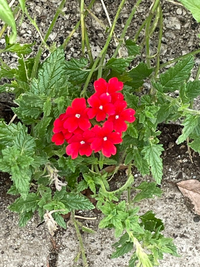 この花はキキョウナデシコですか 名前を教えてください 一年草のバーベナ Yahoo 知恵袋