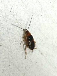 この画像の虫はゴキブリでしょうか その場合種類などわかる方いらっしゃいますか Yahoo 知恵袋