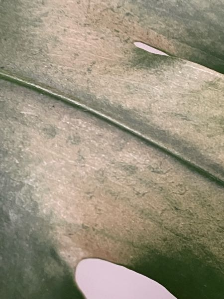 教えてください ゴムの木と葉っぱです 病気や害虫でしょうか 幹は乾燥で Yahoo 知恵袋