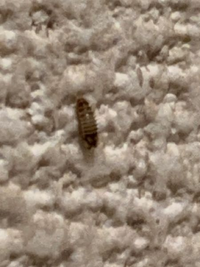 ヒメマルカツオブシムシの幼虫が壁についていました 見かけたのが最近な Yahoo 知恵袋