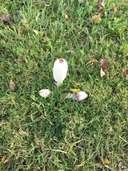 理科の花のつくりと働きで双子葉類単子葉類合弁花離弁花でテストとかに出そうな花を Yahoo 知恵袋