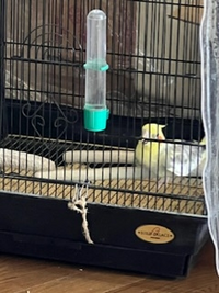 オカメインコを飼っている方に質問ですこの行動はどういう行動ですか Yahoo 知恵袋