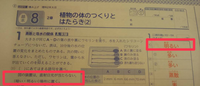 葉の断面を光学顕微鏡で観察した場合 葉緑体はすべての細胞で観察できます Yahoo 知恵袋