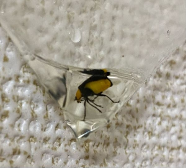 これはなんていう虫でしょうか Yahoo 知恵袋