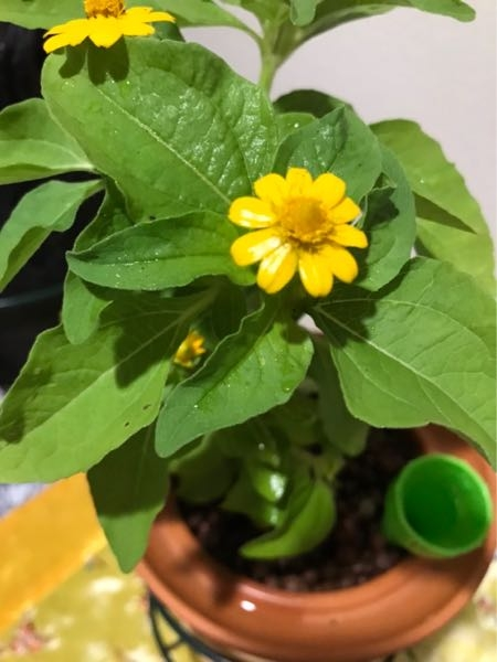 この花の名前わかる方教えてください メランポジューム と言います H Yahoo 知恵袋