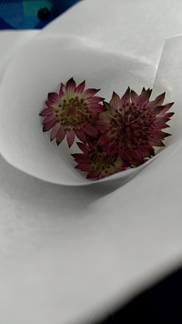 この花の名前を教えてください 今の時期のお花らしいです 茎は緑て細かったです Yahoo 知恵袋