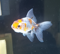 金魚が水面付近のエサをたべません フレーク 粉タイプ共に試し Yahoo 知恵袋
