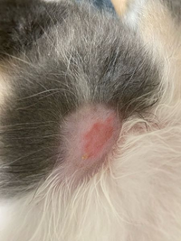 飼い猫がお風呂場の床やキッチンのシンクの水滴を舐めます 衛生 Yahoo 知恵袋