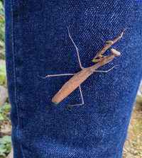 茶色のカマキリについて質問があります 朝玄関の掃除をしていたら玄関の正面に Yahoo 知恵袋