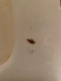 これ ゴキブリですよね 若干透明がかってるのですが脱皮ってやつです Yahoo 知恵袋