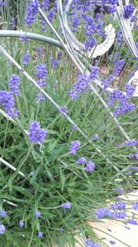 今の時期に咲く花で 見た目ラベンダーの大きな株のようになる紫色の花を知ってい Yahoo 知恵袋
