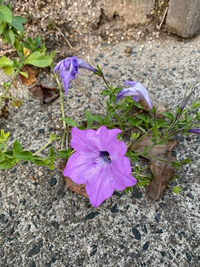 この花はなんという名前ですか Yahoo 知恵袋