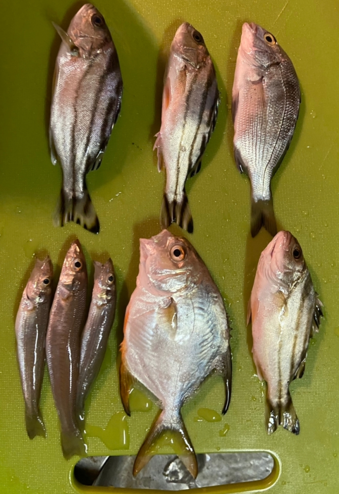 これらの魚って名前なんですか また 天ぷらにする予定ですが 何か美味しい調理 Yahoo 知恵袋