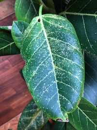 観葉植物の葉にこのように小さい斑点みたいなものが発生するのですが病気でしょう Yahoo 知恵袋