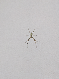 このクモの種類はなんですか Yahoo 知恵袋