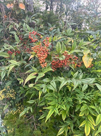 至急この花 なんて花かわかる人いますか 花ではなく南天の実だとおもい Yahoo 知恵袋