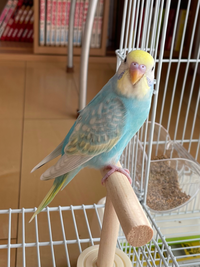生後１ヶ月半くらい パステルカラーレインボー のインコです まだ男 Yahoo 知恵袋