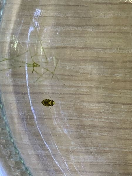 先日 水槽の中に小さい動きが早い虫 を見つけました これは何の虫で Yahoo 知恵袋