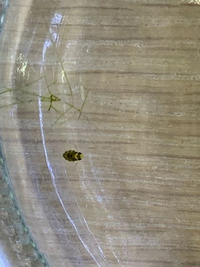 先日 水槽の中に小さい動きが早い虫 を見つけました これは何の虫で Yahoo 知恵袋