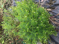 この植物の名前から知りたいです ハーブコーナーで買った記憶があります ちょい Yahoo 知恵袋