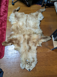 この写真の動物何か分かりますか 剥製だと思うんですが 日本か Yahoo 知恵袋