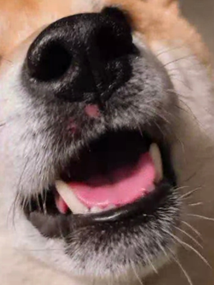 イヌ すべての質問 Yahoo 知恵袋