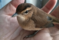 この鳥は何という名前の鳥ですか 尾羽の先まで写した横からの写 Yahoo 知恵袋