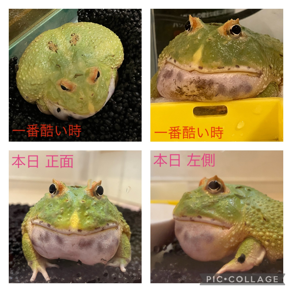 8月にクランウェルツノガエル マスカット2スポット をお迎えしたカ Yahoo 知恵袋