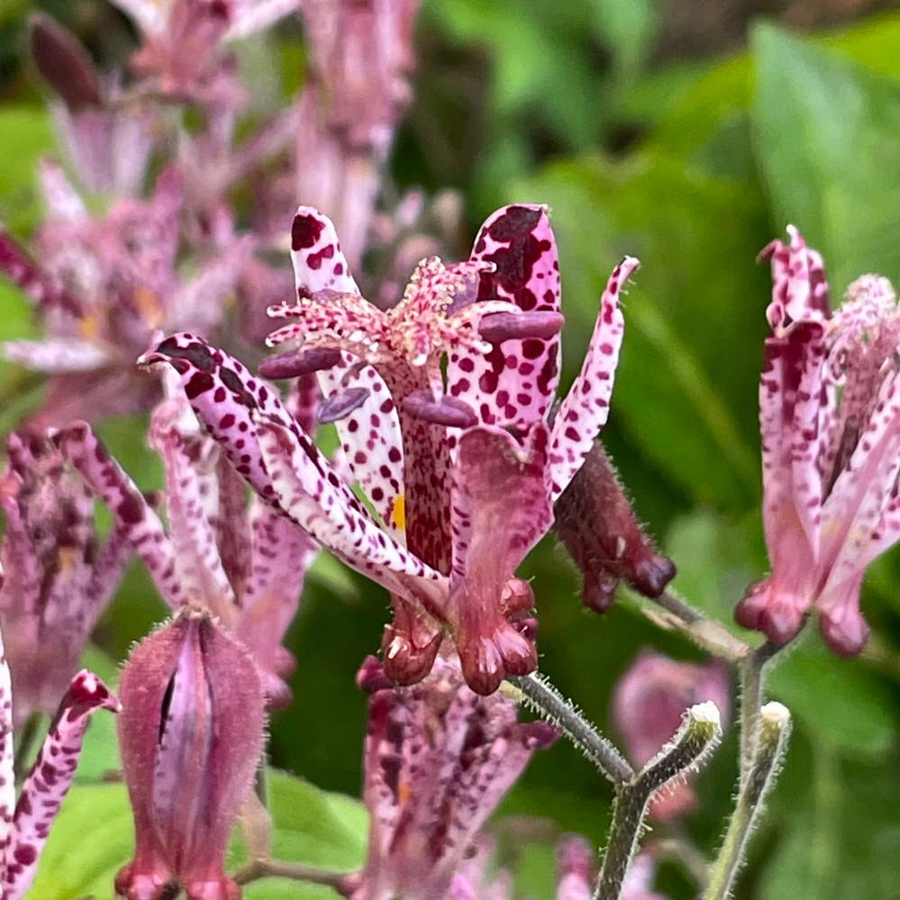 この花の名前を教えて下さい ホトトギスですね Yahoo 知恵袋