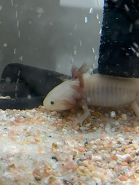 ウーパールーパーが急に餌を食べなくなりました お迎えして1ヶ月ほどです 写真 Yahoo 知恵袋