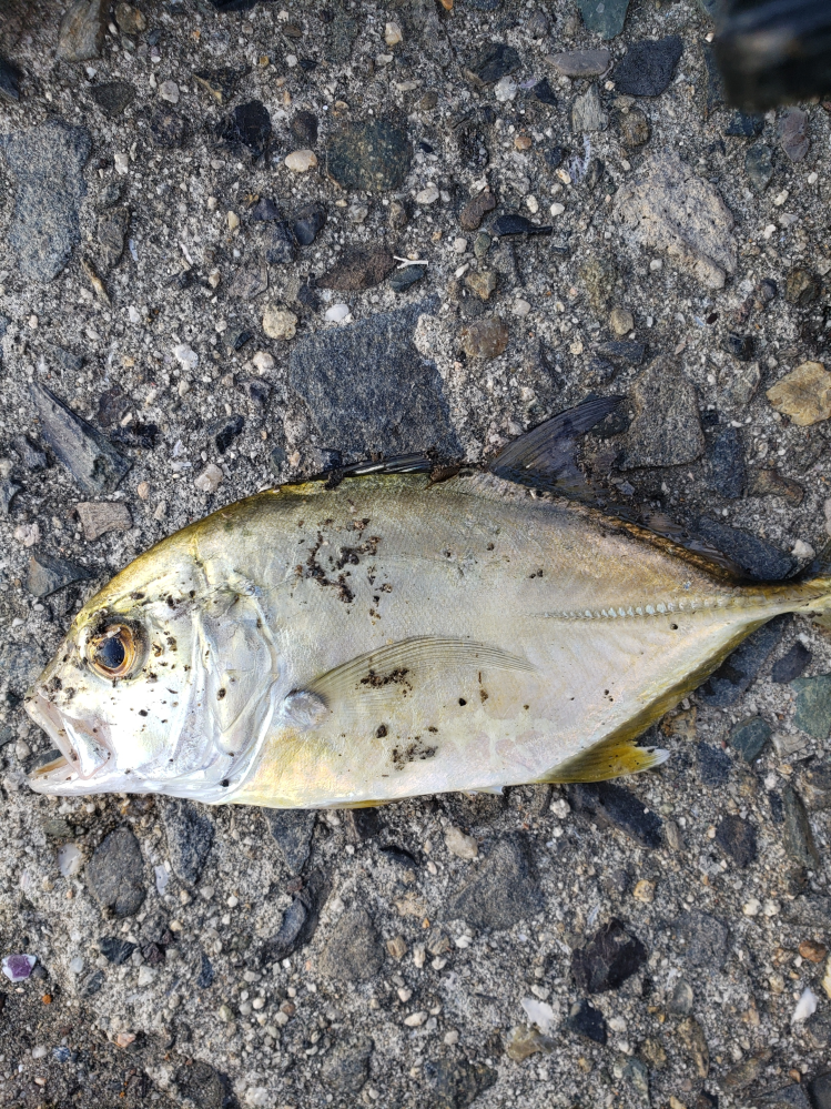 これは何という魚ですか 食べれますか シマアジの幼魚ではないでしょうか Yahoo 知恵袋